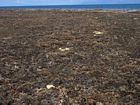 SW Reef Flat at low tide. Surface is covered by small branching corals.